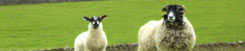 Cumbria Business Park